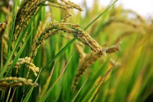 🍚 برنج ایرانی اصل ۱۰۰٪ | مستقیم از کشاورزان شمال ایران