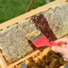 عسل کنار یک کیلوگرمی 2
