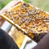 عسل چهل گیاه با موم یک کیلوگرمی 5