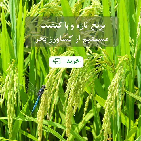 برنج