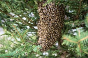 🍯 خرید اینترنتی عسل اصل از زنبوردار | راهنمای کامل ۲۰۲۴ + تضمین کیفیت ۱۰۰٪